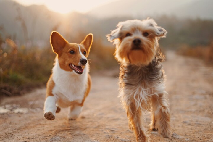 Two dogs, a Corgi on the left and a shaggy-haired dog on the right, run side by side on a dirt path with a sunset in the background.